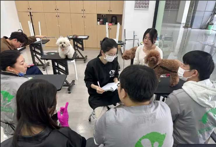 琼海市宠物美容师宠物美容培训学校 - 排名